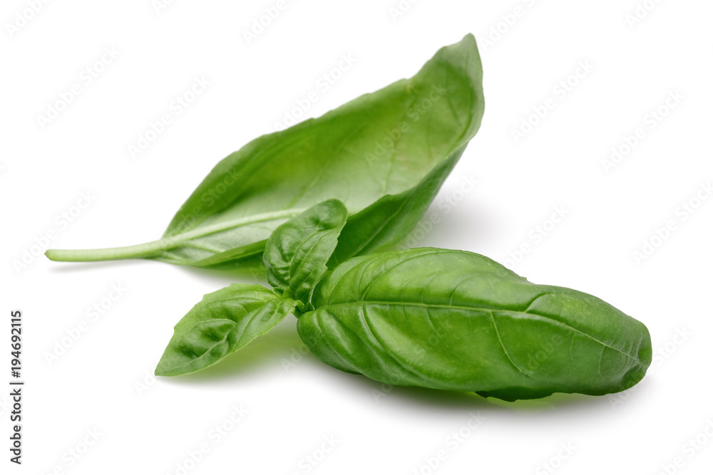 Fototapeta premium Basil