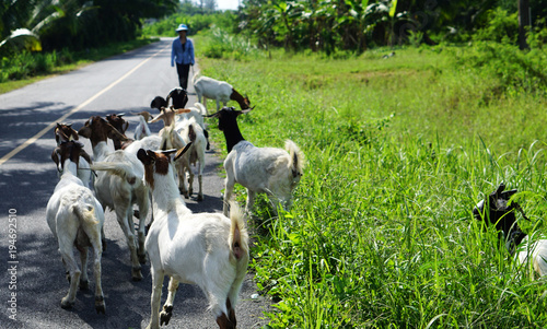 Goats with owner in the oil palm garden  evening