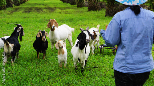 Goats with owner in the oil palm garden  evening