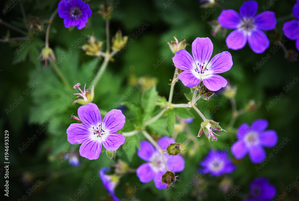 a group of purple small flowers