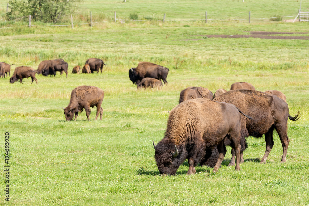 American bison (Bison bison) simply buffalo