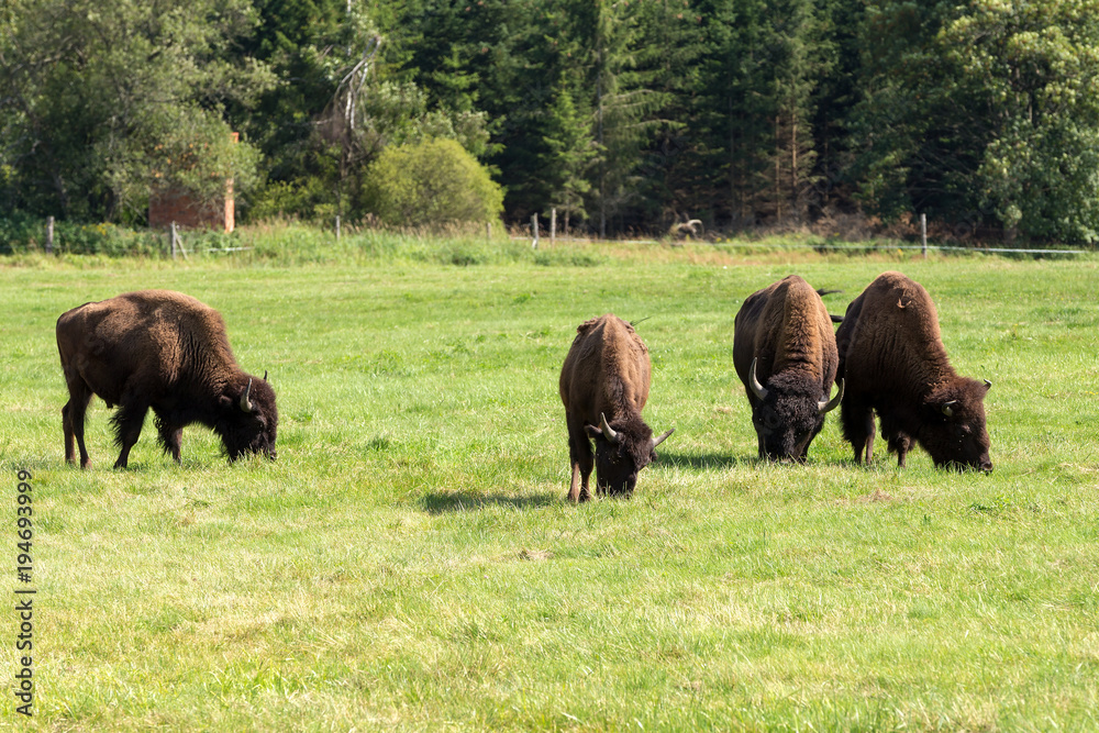 American bison (Bison bison) simply buffalo American bison (Bison bison) simply buffalo