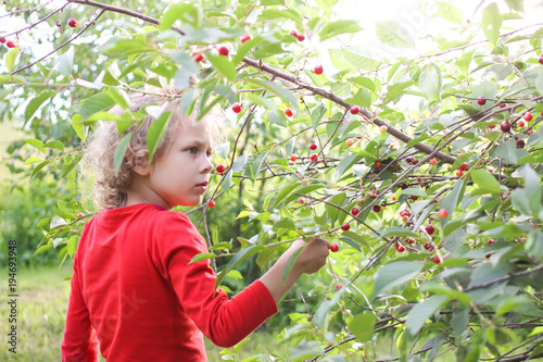 Little girl collecting ripe cherries on cherry tree in a summer garden.