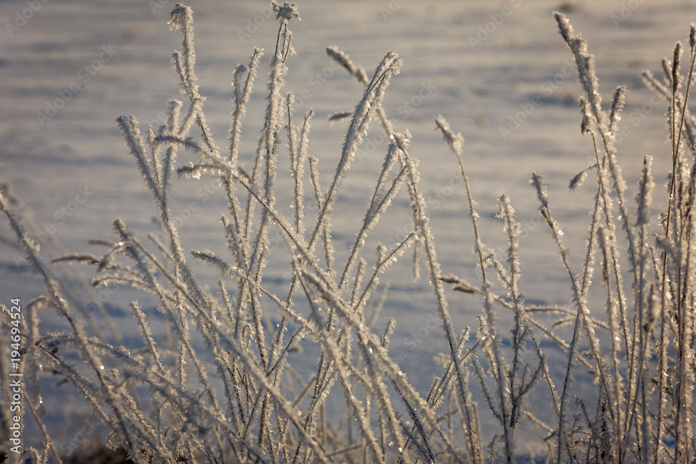 Obraz premium Winter morning, snowy surroundings, cold, frosty. snow covered all the grass everything around shines.