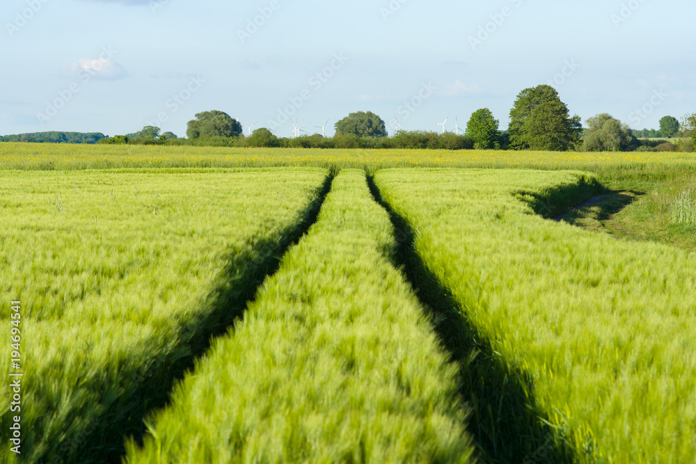 Spring rye field. Agricultural grounds. Sunny day. Spring rye field. Agricultural grounds. Sunny day.
