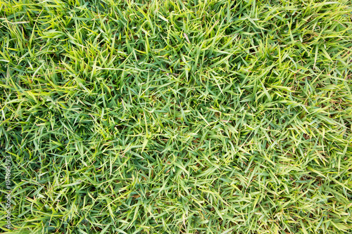 green grass texture natural background