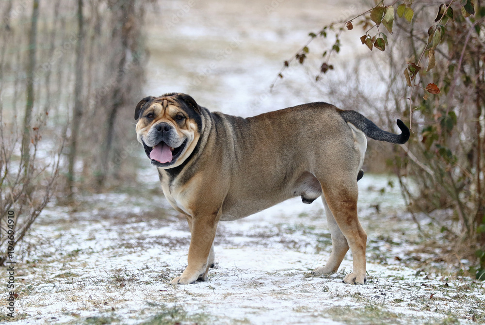 Ca de Bou (Mallorquin Mastiff) dog