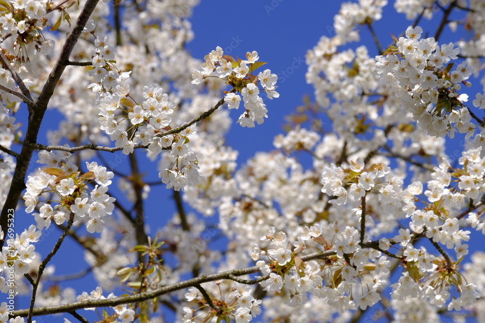 Obstblüten im Frühjahr