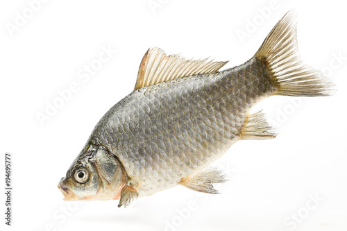 Live fish fish silvery crucifix close-up isolated on white background.