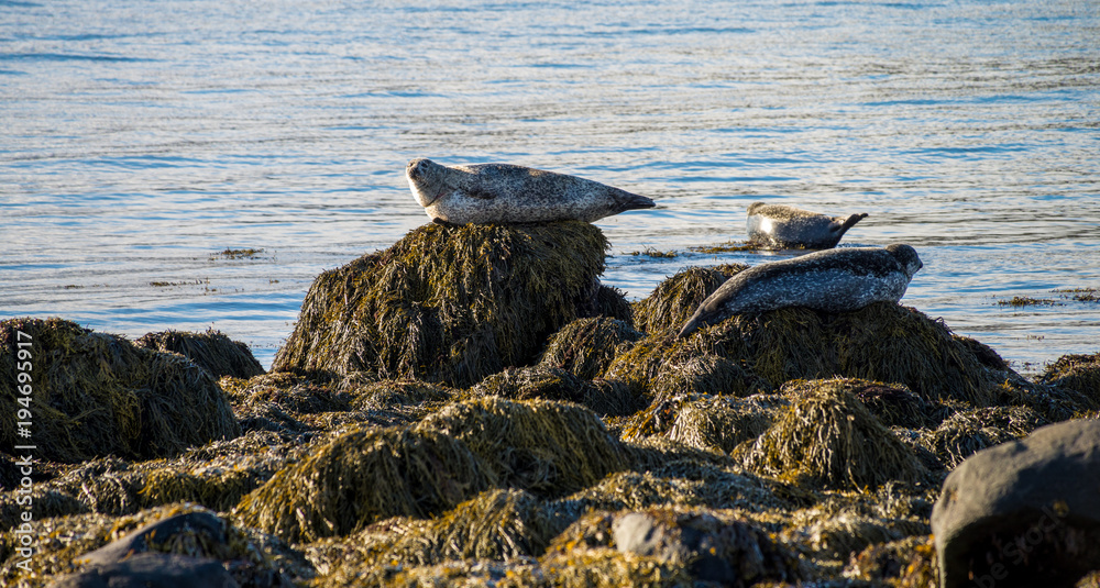 Fototapeta premium Seals resting in Iceland