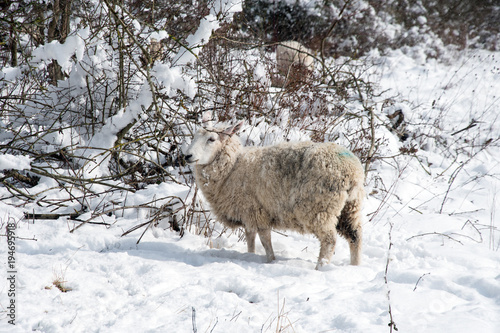 Sheep in snow standing alone