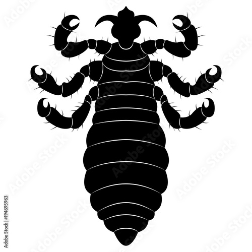 Vector image of silhouette of lice