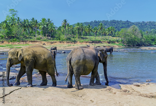 Large elephant herd  Asian elephants swimming playing and bathing in river Sri Lanka