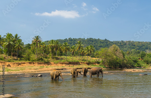 elephant in river outdoor leisure