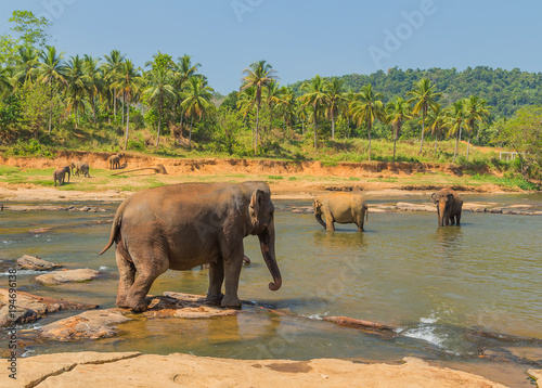 elephant orphanage  Sri lanka landscape of the jungle