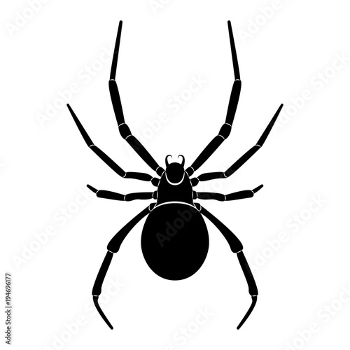 Vector, flat spider image isolated on white background