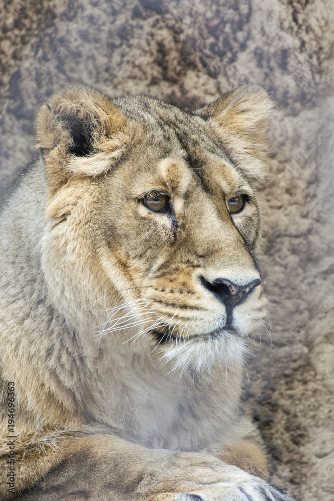 Observing lioness outside outside the fence.