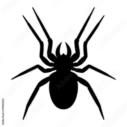Vector image of spider silhouette © Sergiy