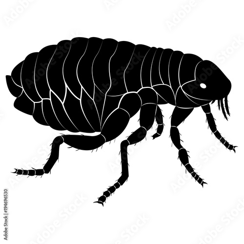 Vector image of flea silhouette