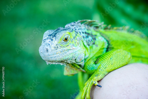 Wild tamed iguana