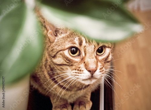 Bild auf Leinwand Ocicat adult cat hiding behind leaves