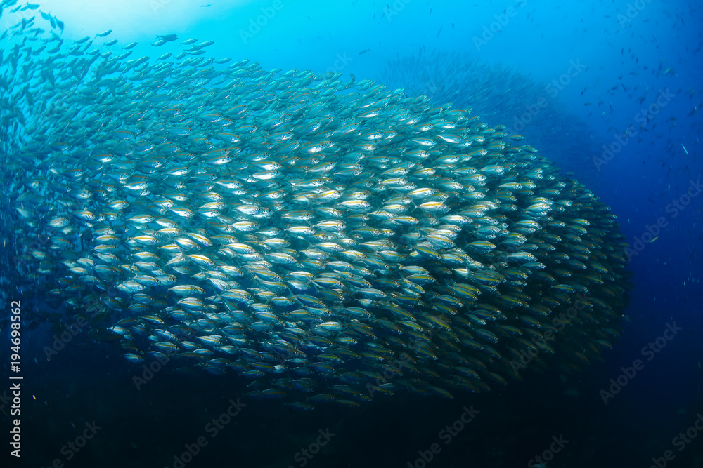 Naklejka premium Fish in ocean . School of fishes Yellow-stripe scad, Thinscaled trevally or Selaroides leptolepis. at open sea with blue background