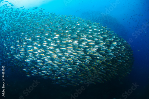 Fish in ocean . School of fishes  Yellow-stripe scad, Thinscaled trevally or Selaroides leptolepis. at open sea with blue background photo