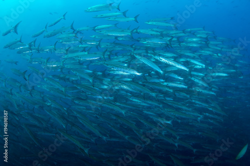 Fish in ocean . School of fishes baracudas at open sea with blue background.