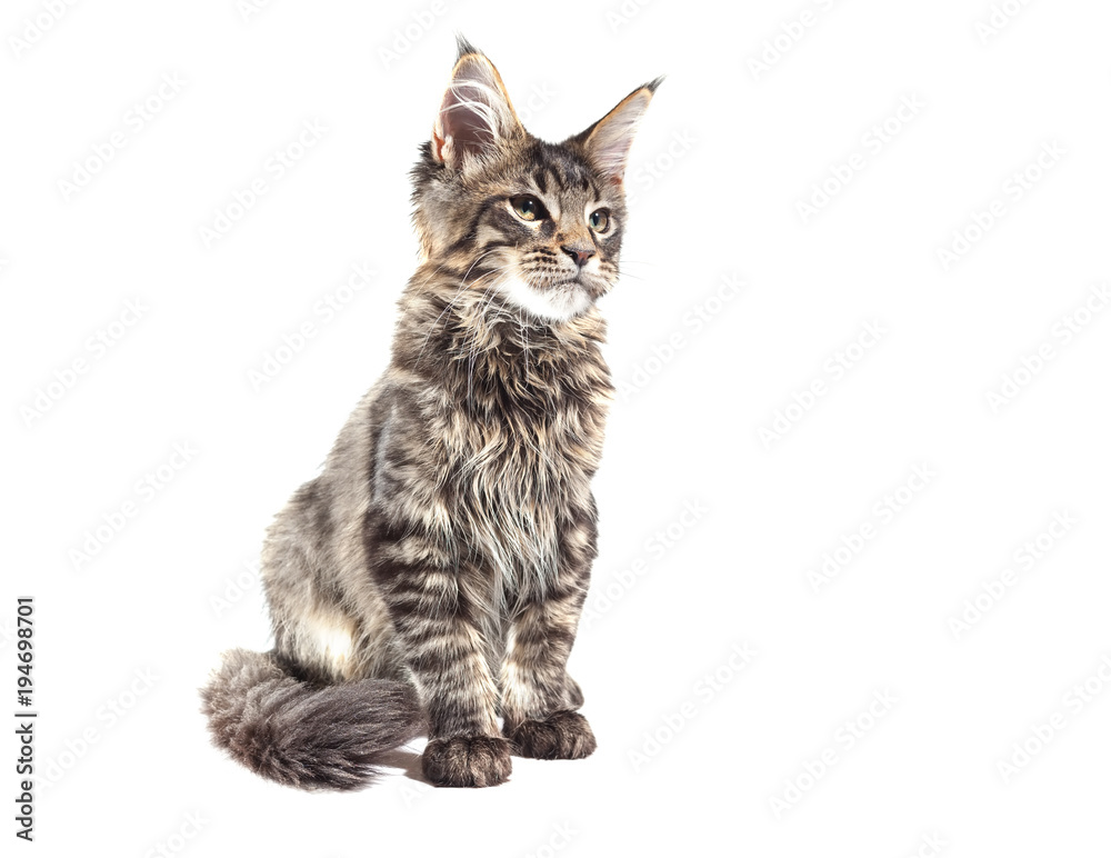 Gray kitten with fluffy hair on a white background Gray kitten with fluffy hair on a white background