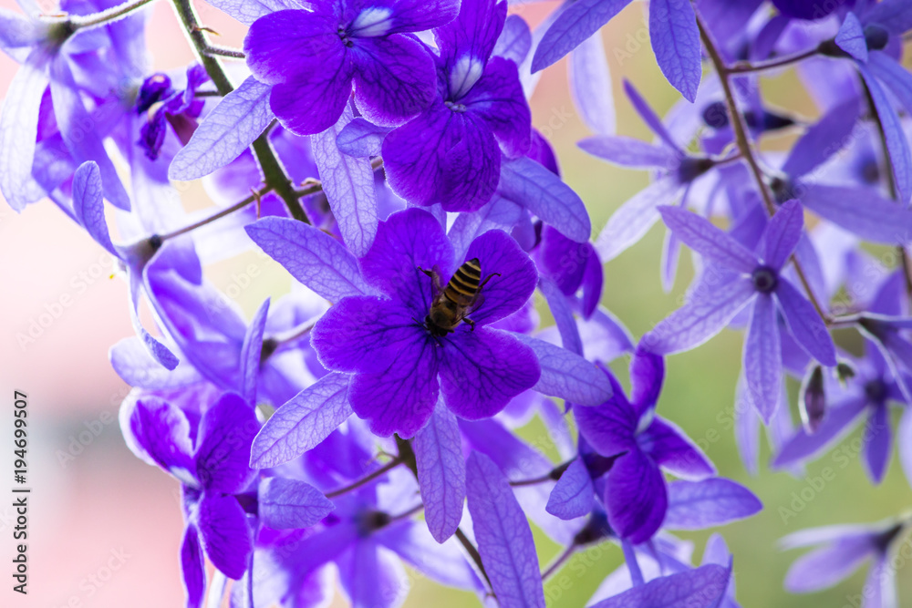Fototapeta Beautiful purple wreath vine or queen's wreath vine flower on blurred background.