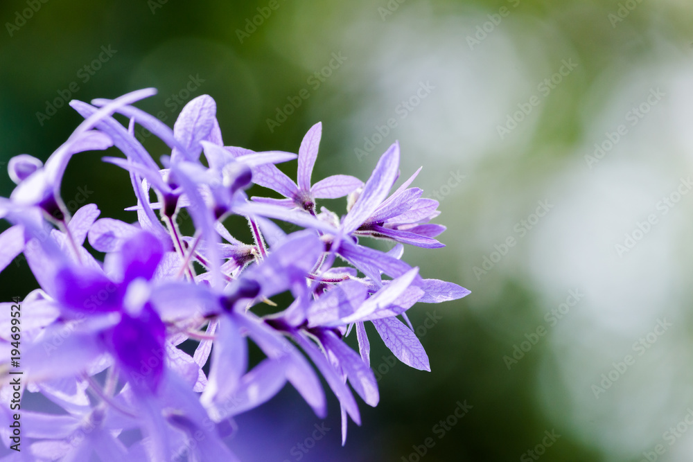 Beautiful purple wreath vine or queen's wreath vine flower on blurred background. Beautiful purple wreath vine or queen's wreath vine flower on blurred background.