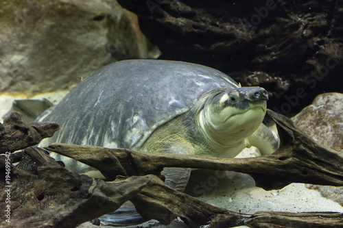 A large freshwater turtle. © lapis2380