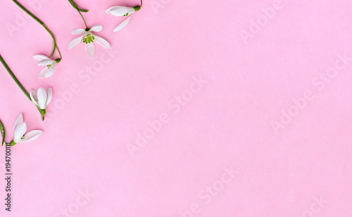 Beautiful flowers white snowdrops (Galanthus nivalis) on a pink paper with space for text. Top view, flat lay