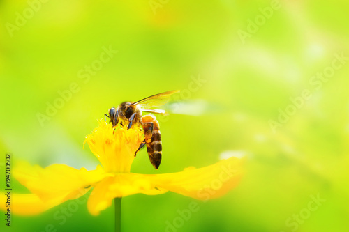 Yellow cosmos flower and Bee with soft blurred background
