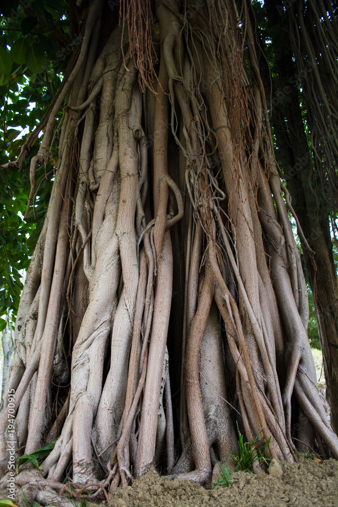 big root of banyan tree land scape of ancient big root of banyan tree land scape of ancient