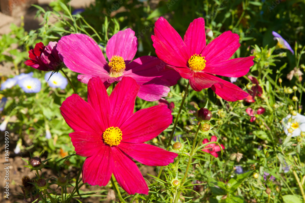Cosmea Cosmea