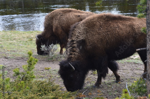 Buffalos in Yellowstone National Park