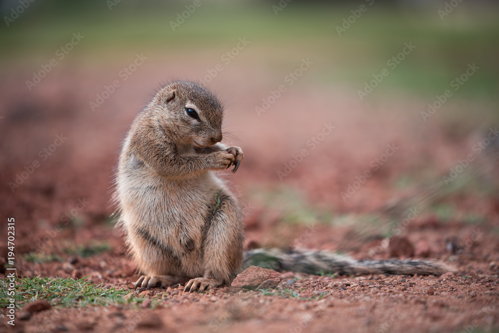 Naklejka premium This lone African Ground squirrel has dropped its grass while busy eating, but looks like its dancing