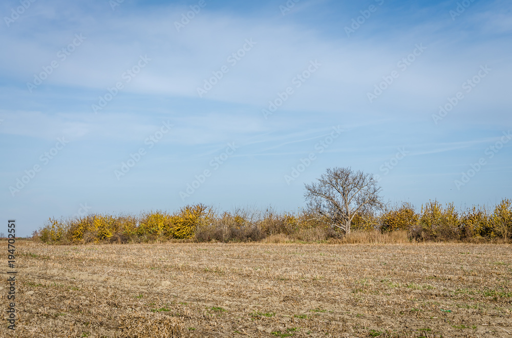 Lonely tree on arable land 