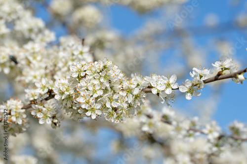 Kirschblüten, Süßkirsche, Prunus avium, Blüten © M. Schuppich