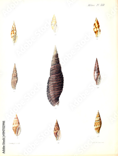 Illustration of shells.