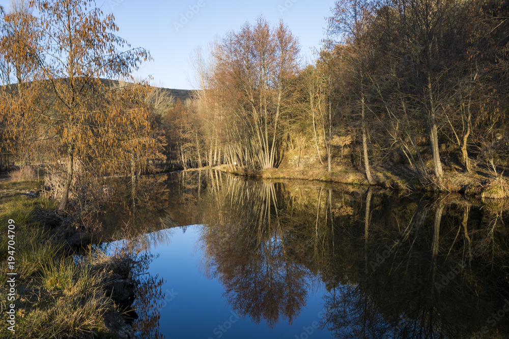 Forest reflections on calm waters