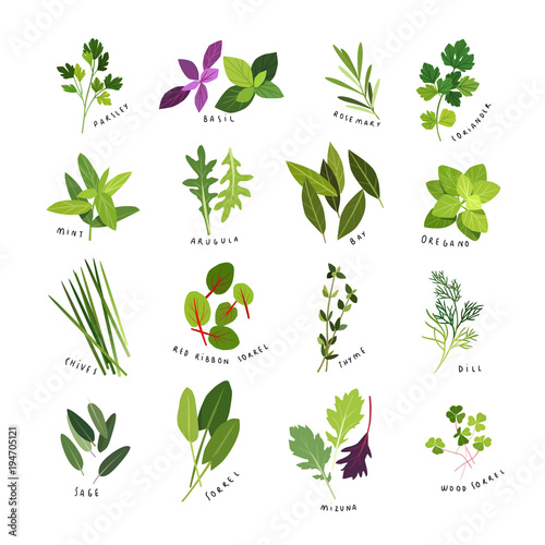 Clip art illustrations of herbs and spices such as parsley  basil  rosemary  coriander  mint  arugula  bay  oregano  chives  red ribbon sorrel  thyme  dill  sage  sorrel  mizuna and wood sorrel