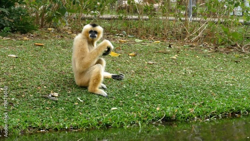 White Cheeked Gibbon sits on a meadow by a pond or river photo