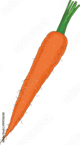 Fresh Orange Carrot with Taproot