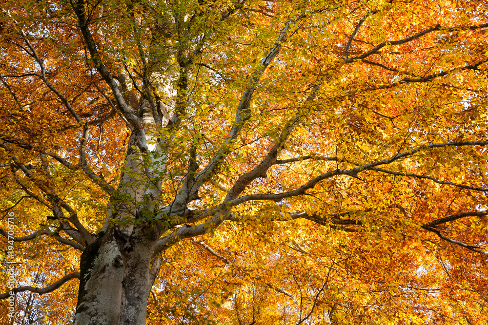 Trees in autumn season background