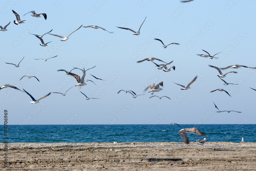 Seagull eating fishes Using different backgrounds the bird becomes more interesting and blends with the colors These birds are native to Asia