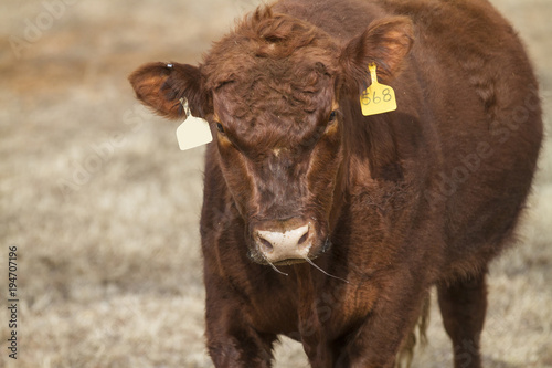 Φωτογραφία Angry bull, cattle with tags, mean expression
