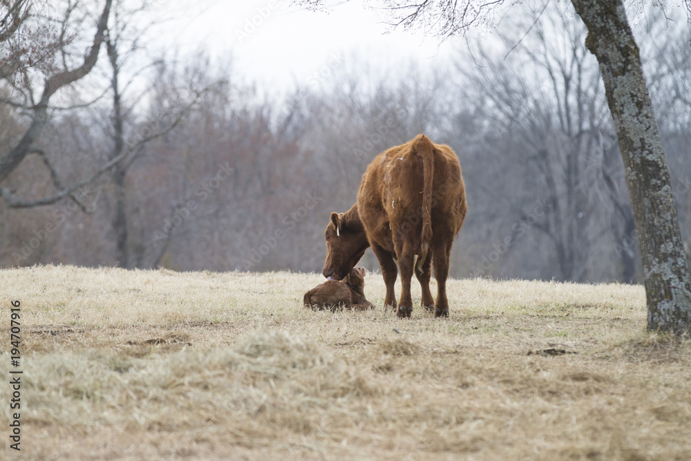 Cow and calf, cow licks calf, Red Angus beef cattle Cow and calf, cow licks calf, Red Angus beef cattle