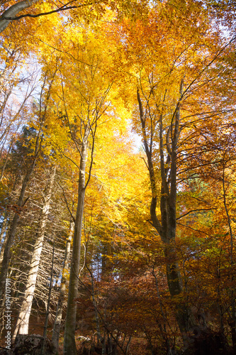 Trees in autumn season background
